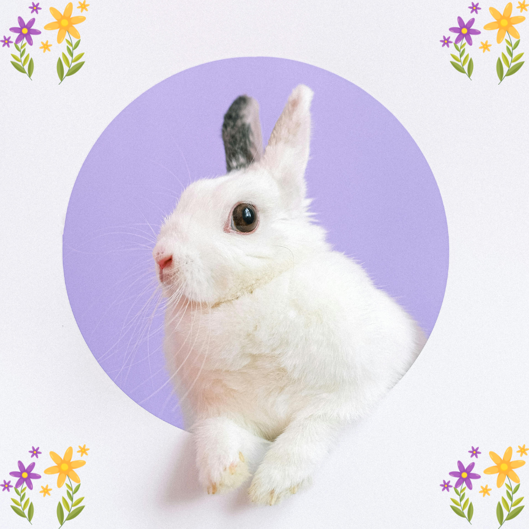 (image for) Easter Rabitt